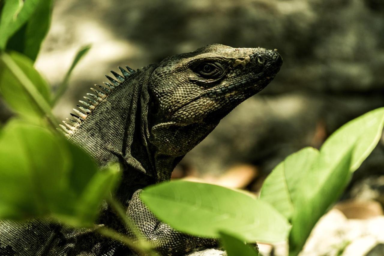 Lobo Inn Tulum Eksteriør bilde